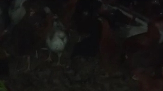 فروش گلپایگان نیمچه