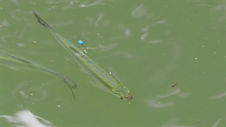 خانواده کپورماهیان شرق آسیا: Xenocyprididae