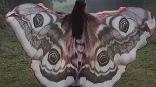 روحتون پروانه ای