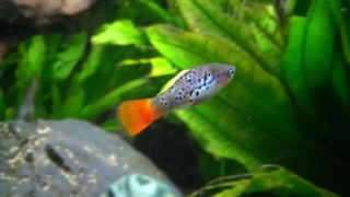 خانواده گامبوزیاماهیان: Poeciliidae
