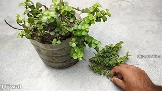 آموزش تکثیر قلمه گیاه یشم در گلدان کوچک
