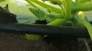 کودریز مالچر تیداپارس برای مالچ کشی