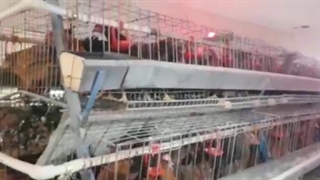 فروش مرغ تخمگذار ۸ ماهه