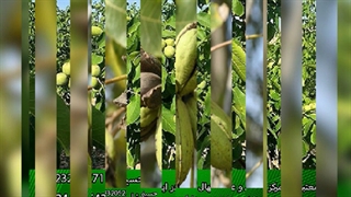 خرید نهال گردو