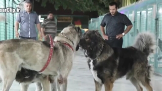 حسن رعیت با بیت المال چه کرد؟