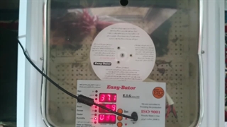 جوجه کشی موفق خانوم خانی با ایزی باتور یک