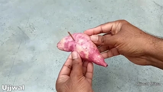 کاشت و پرورش خانگی سیب زمینی شیرین