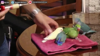 آماده کردن سرلاک برای جوجه طوطی های بالای 15 روزگی