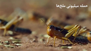 تصاویری خیرهکننده از حمله میلیونها ملخ