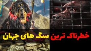 خطرناک ترین سگ های جهان
