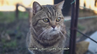 پانزده رفتار عجیب در گربه ها