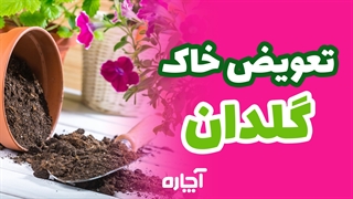 نحوه تعویض خاک گلدان | آچاره