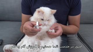 نحوه گرفتن ناخن گربه