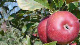 ایمنی مواد غذایی