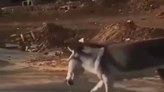 فریب ذهن 1 - الاغ ازاد ولی دربند در ذهن