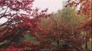 مایع اصل ونسب در گردش دوران زر است- متصل خون می خورد چوبی که صاحب جوهر است