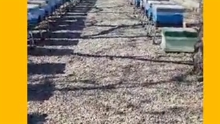 زنبوزداری عسل آذرستان